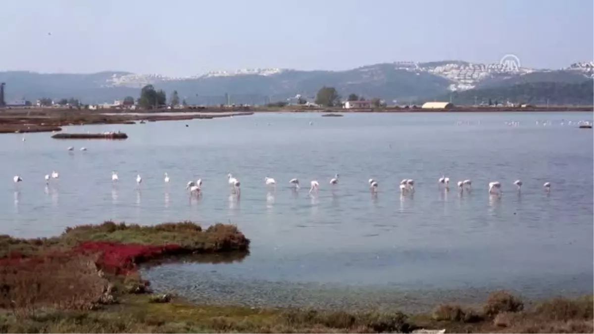 Tuzla Sulak Alanı\'na flamingo akını