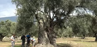 3 bin yıllık ağacın 'sır' yaşını nükleer fizikçiler ortaya çıkardı