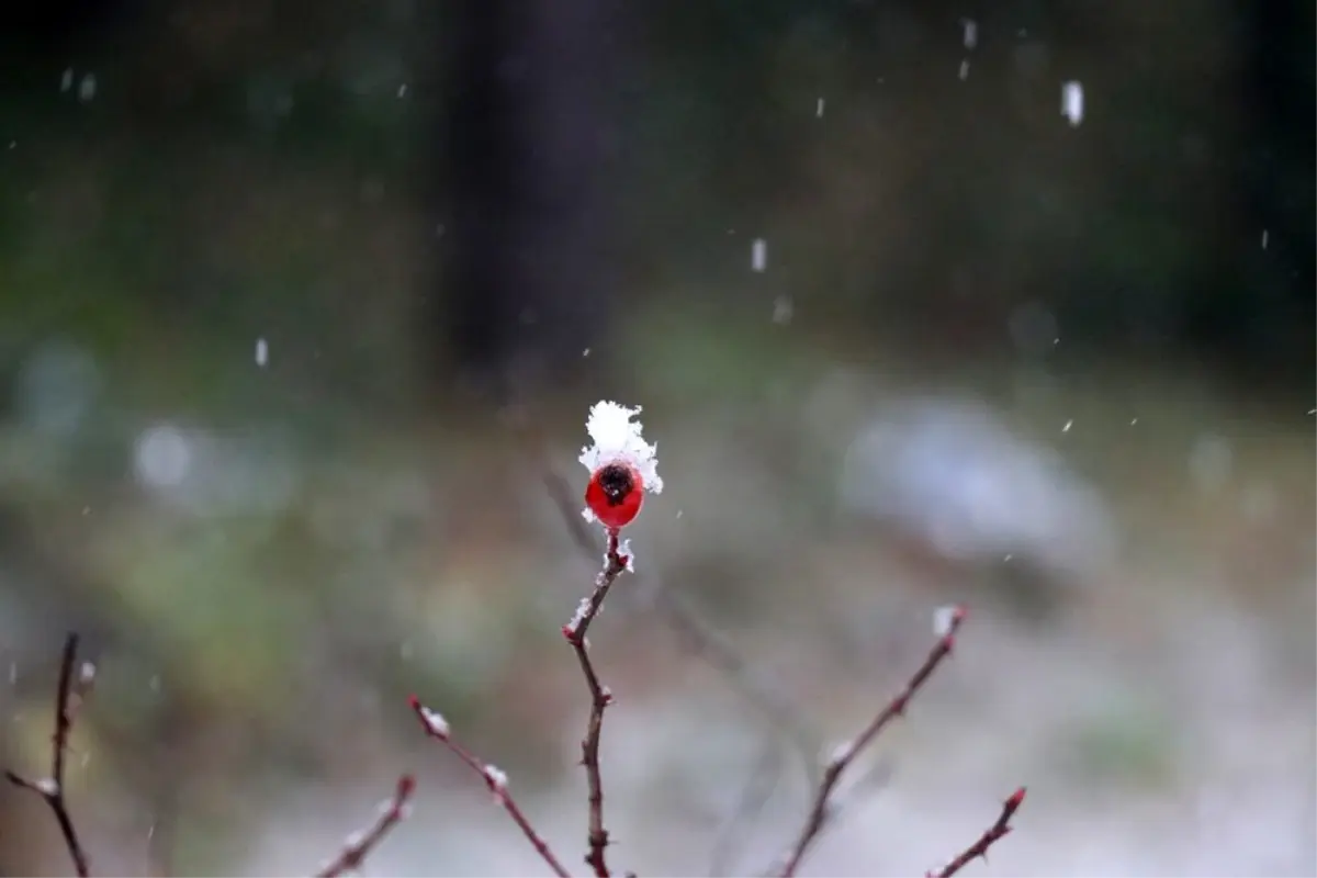 Bolu\'ya mevsimin ilk karı düştü