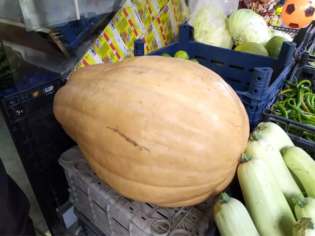 Bu bal kabağı tam 33,8 kilogram