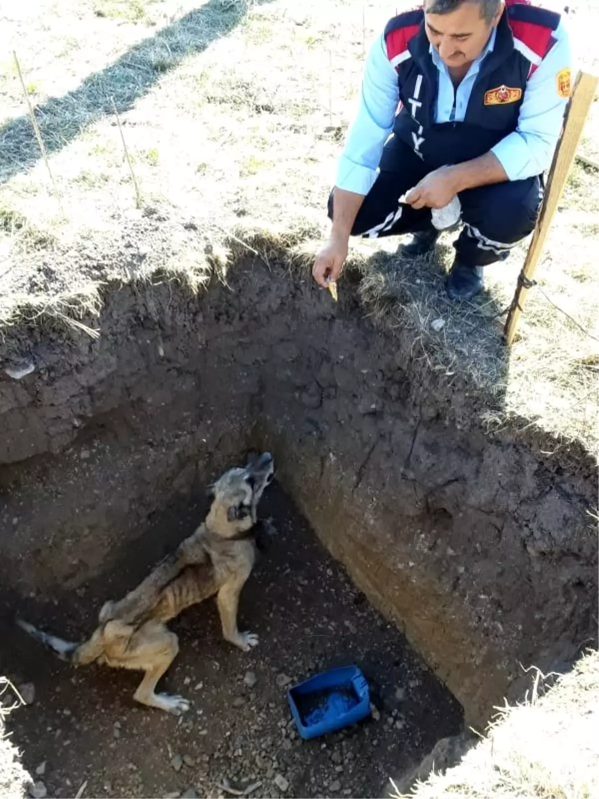 Çukurda mahsur kalan köpek kurtarıldı