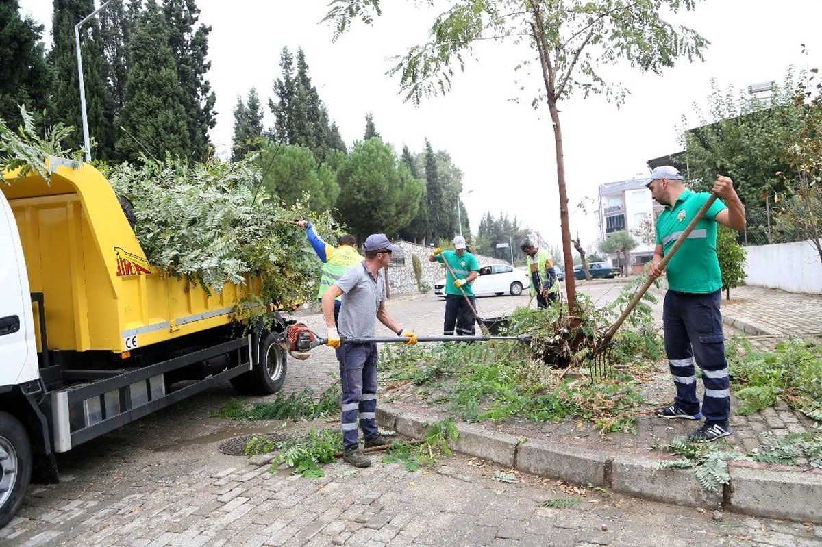 Efeler Belediyesi\'nden ağaçlara mevsimlik bakım