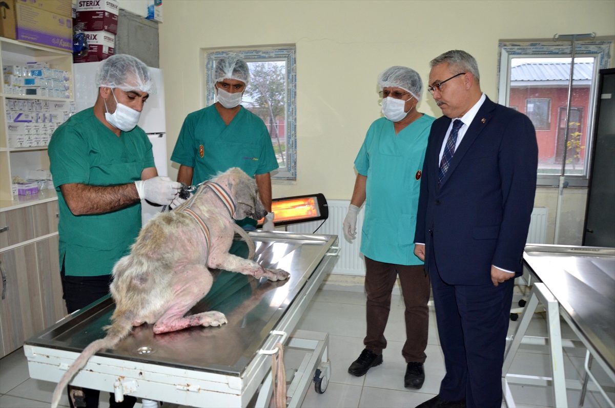 HDP\'li Bulanık Belediyesi çalışanlarının işkence ettiği köpeğe vali sahip çıktı