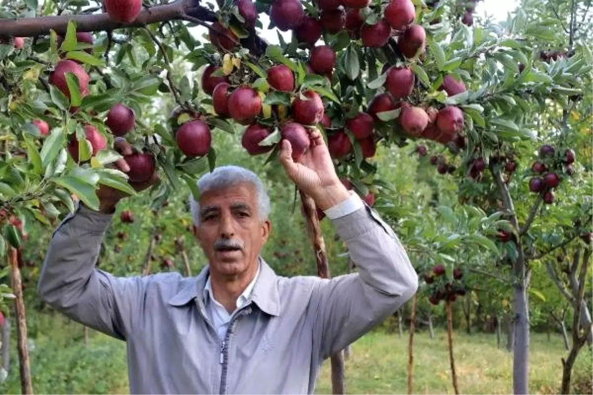 Hobi olarak başladığı elma üretiminin ticaretine başladı