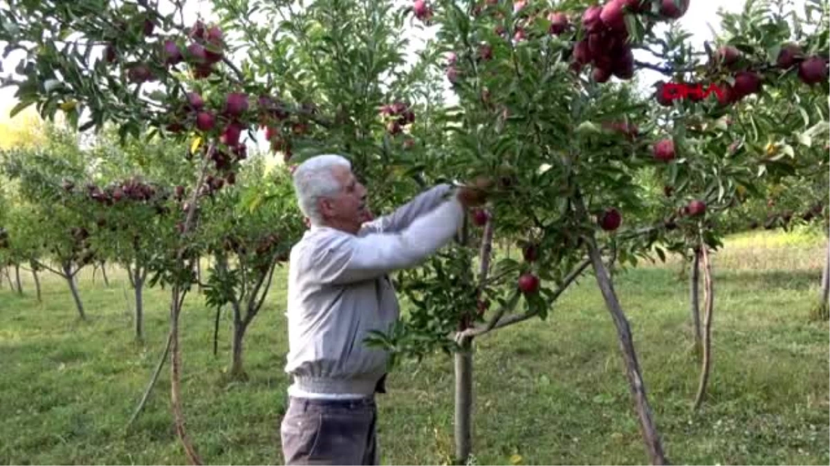 Hobi olarak başladığı elma üretiminin ticaretine başladı