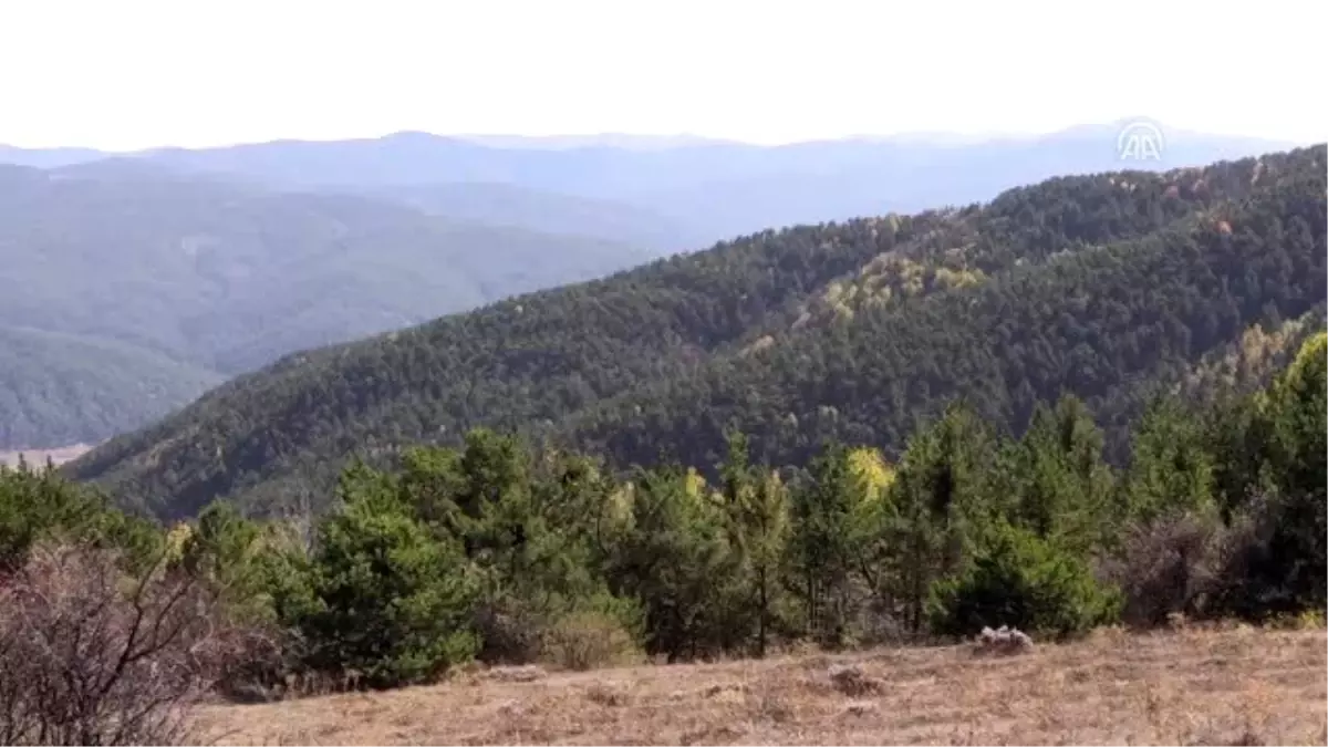 Kadınlar bebek hassasiyetiyle fidan yetiştiriyor Son Dakika