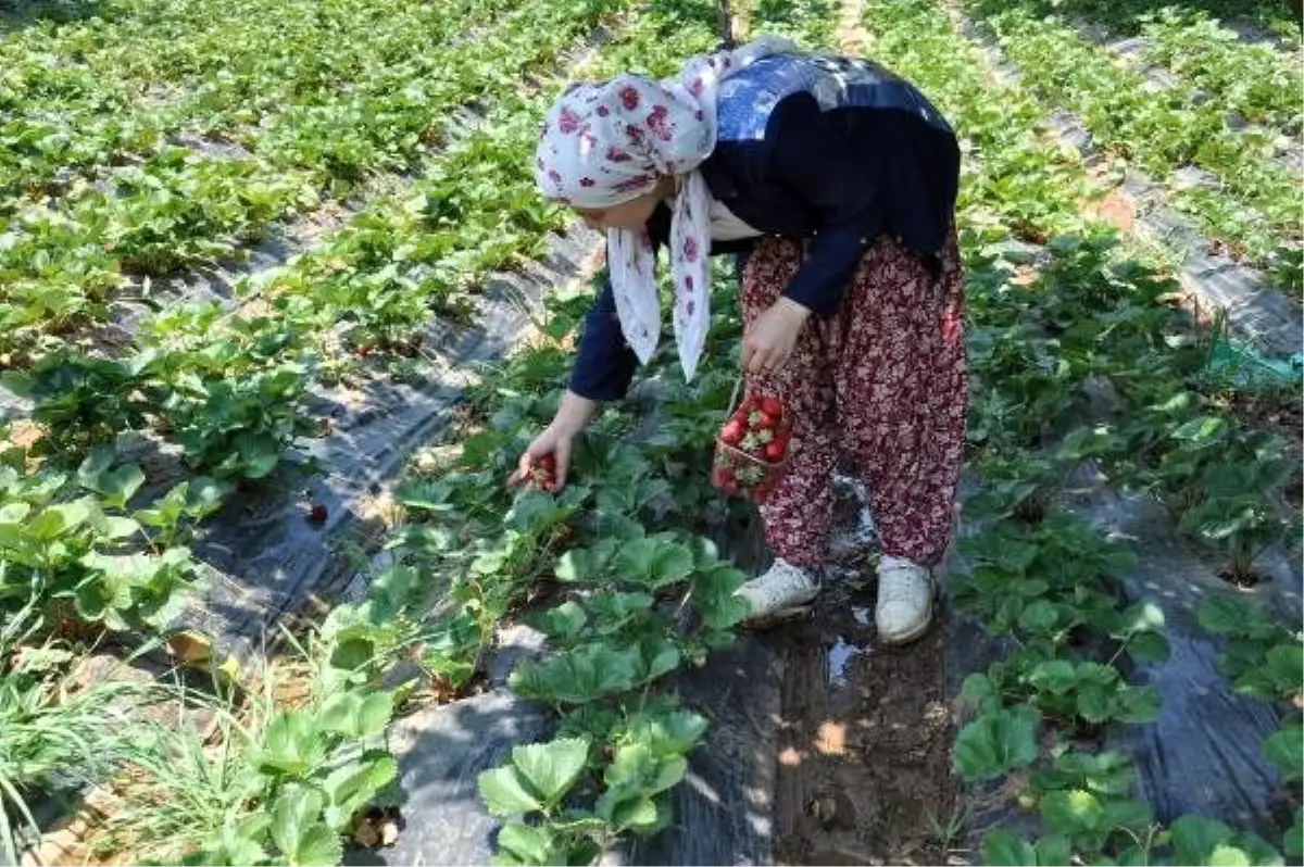 Kış ayında çilek hasadı sürüyor