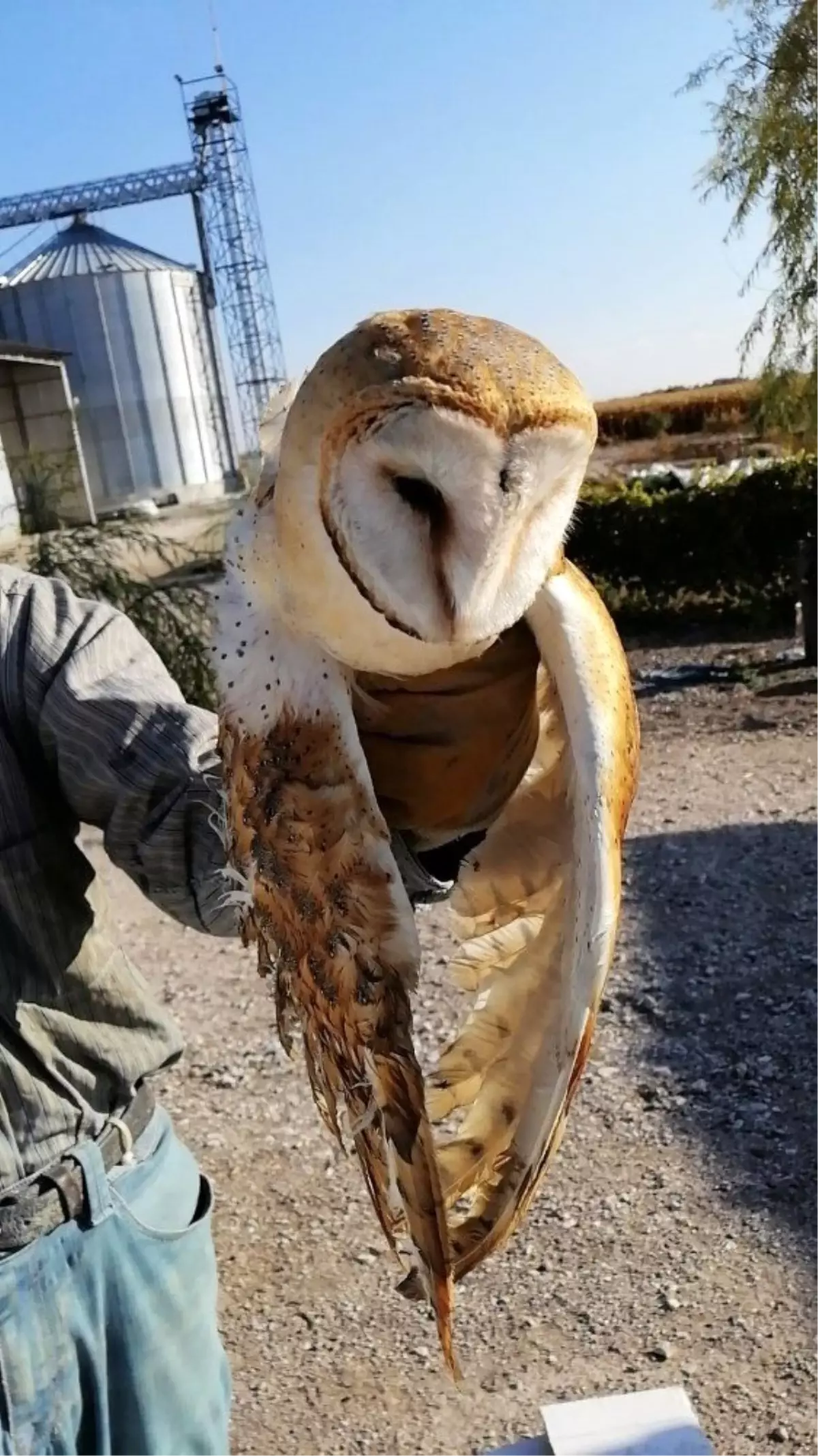 Yaralı halde bulunan peçeli baykuş tedavi altına alındı