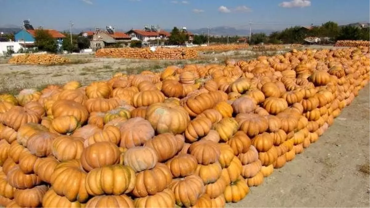 Burdurlu bal kabağı üreticisi, alıcı bekliyor