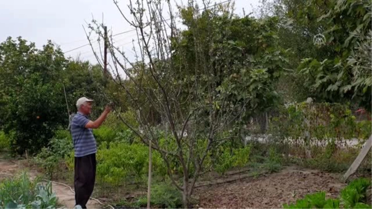 Çukurova\'nın bir tarafında bahar bir tarafında kış yaşanıyor