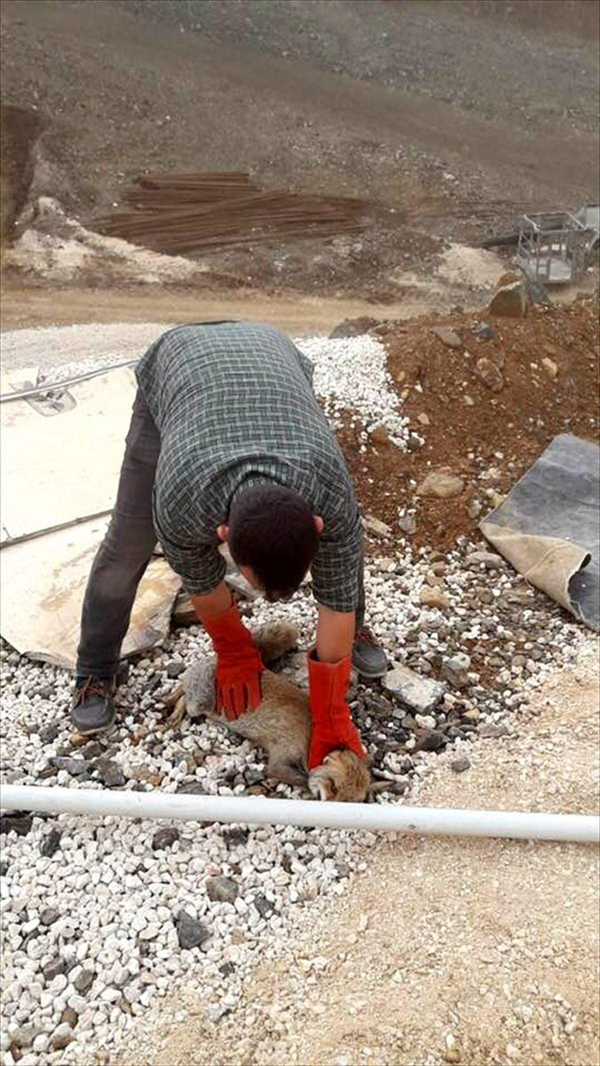 Gaziantep\'te yaralı bulunan tilki tedavi altına alındı