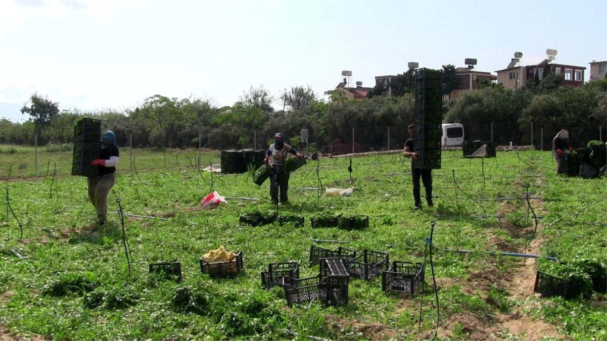 Hatay\'da 5 bin dekar alanda maydonoz üretiliyor