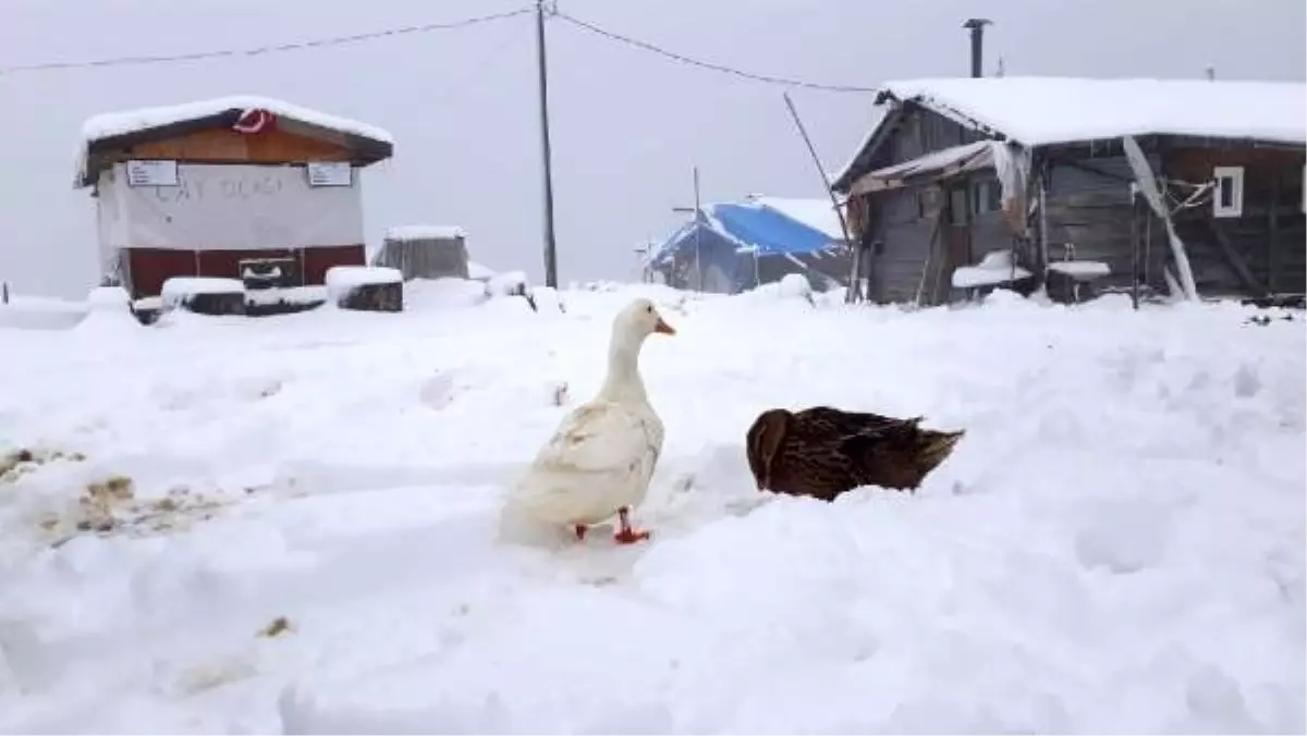 Rize\'de kar nedeniyle yaylada mahsur kalanlar için çalışma başlatıldı