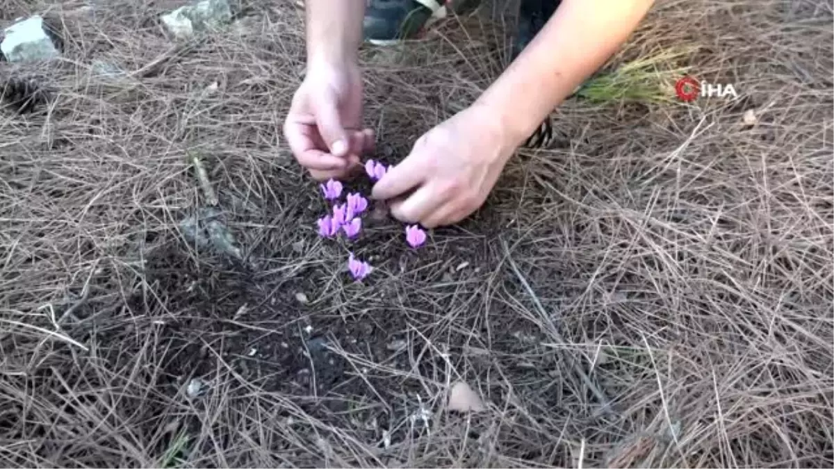 Yazın saklanıp kışın çiçek açan "Yaban Sıklamenler"i