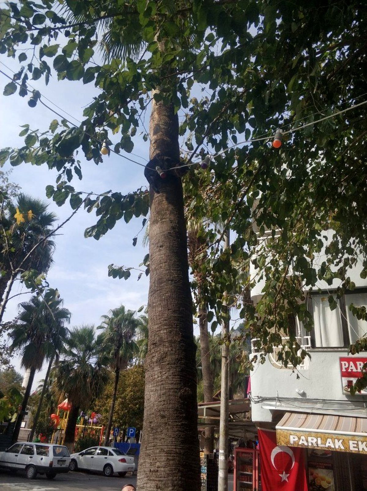 Ağaçta mahsur kalan kedi kurtarıldı