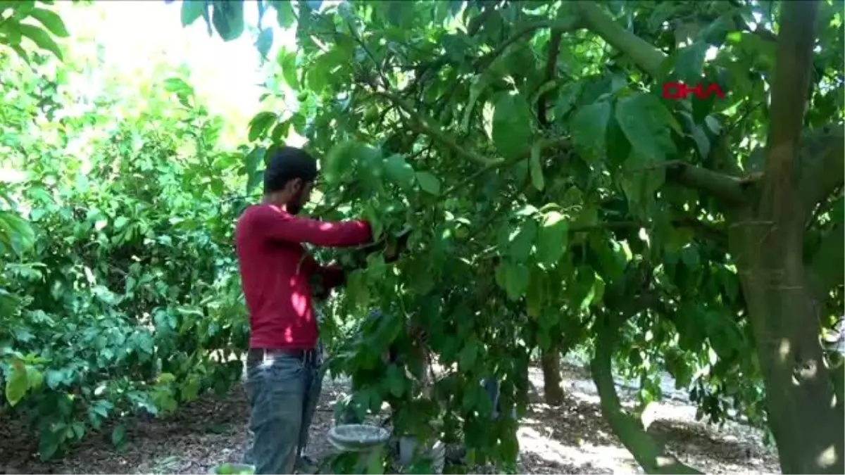 Dalından tezgaha limonun yolculuğu