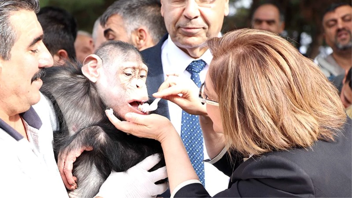 Gaziantep Büyükşehir Belediye Başkanı Şahin, 4 yaşına giren şempanze Can\'a elleriyle pasta yedirdi