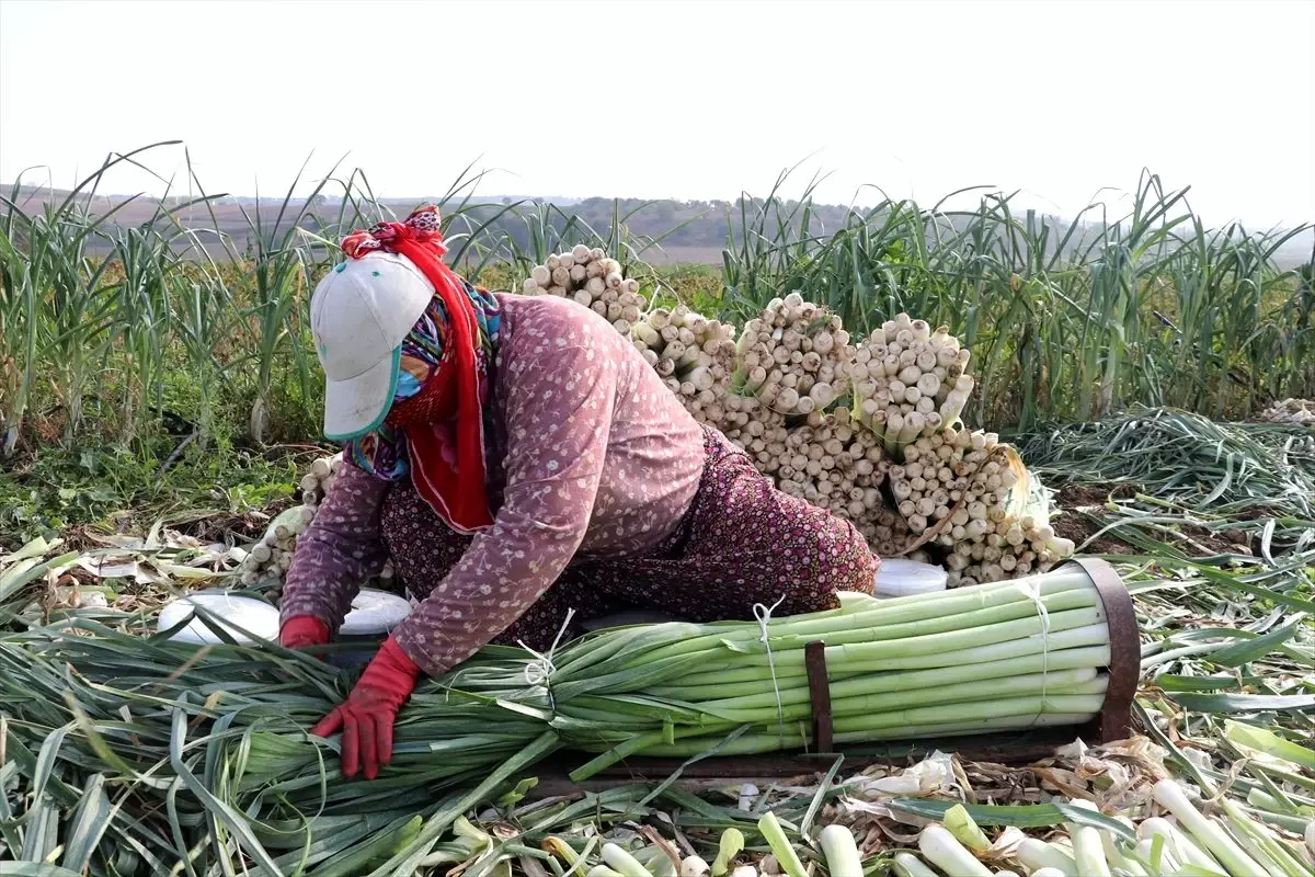 Pırasa üreticileri bu yılki verimden memnun