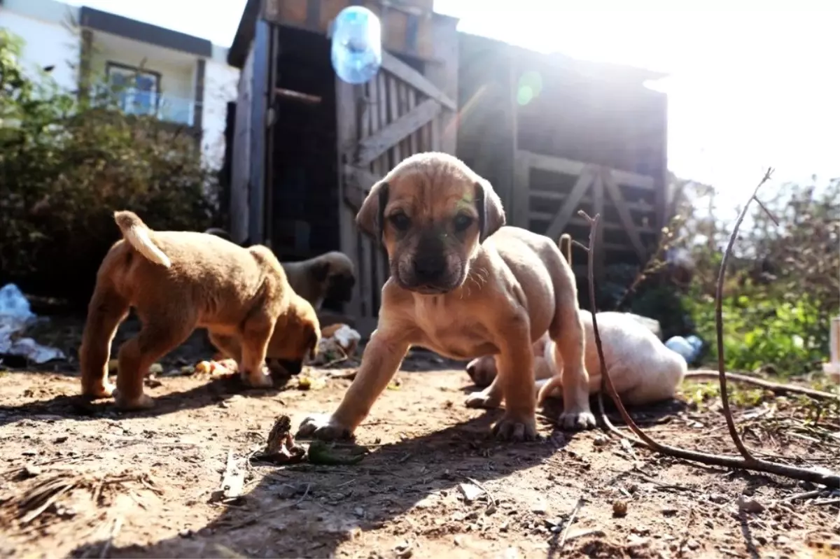 Annesiz kalan yavru köpekler korumaya alındı