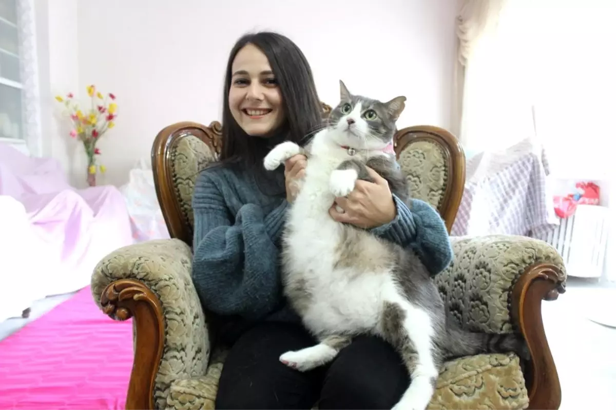 Aslan gibi kedi