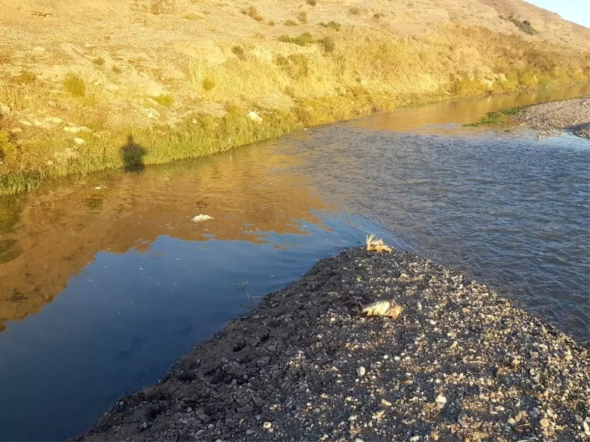 Dicle Nehri\'ne hayvan pisliği atan şahıslar hakkında yasal işlem başlatıldı