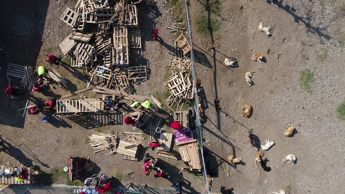 İşte Türkiye\'deki köpek gerçeği... Yüzlercesi sokağa terk edildi