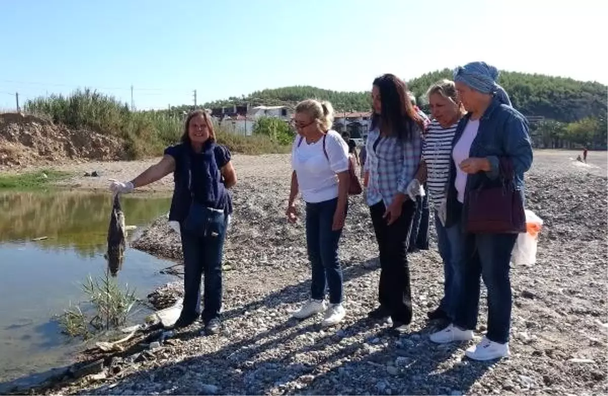 Kedilerin ölümünden sonra sahilde balon balığı aradılar