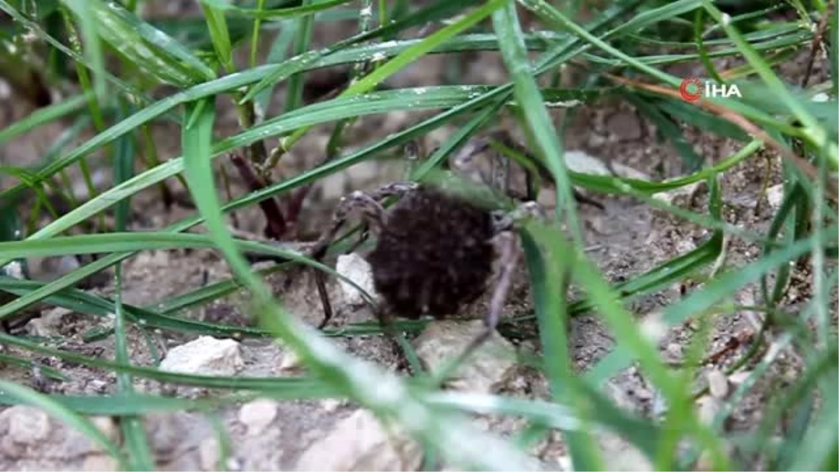 Mersin\'de şaşırtan görüntü... Anne örümcek, yavruları doğaya adapte olana kadar sırtında taşıyor