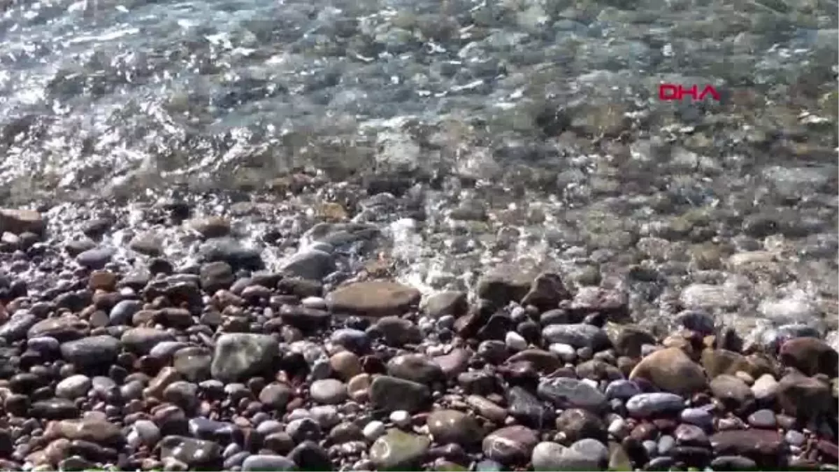 Mersin kedilerin ölümünden sonra sahilde balon balığı aradılar