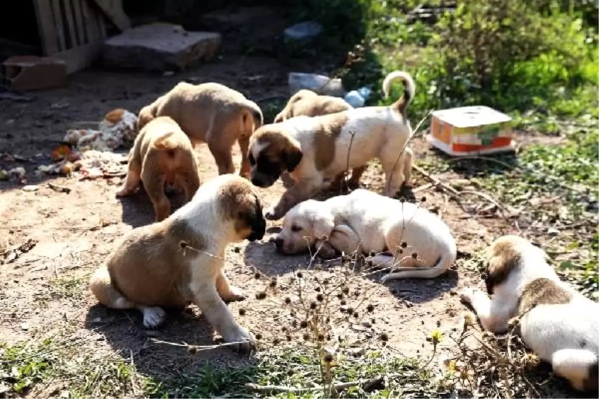 Ölen anne köpeğin 7 yavrusu korumaya alındı