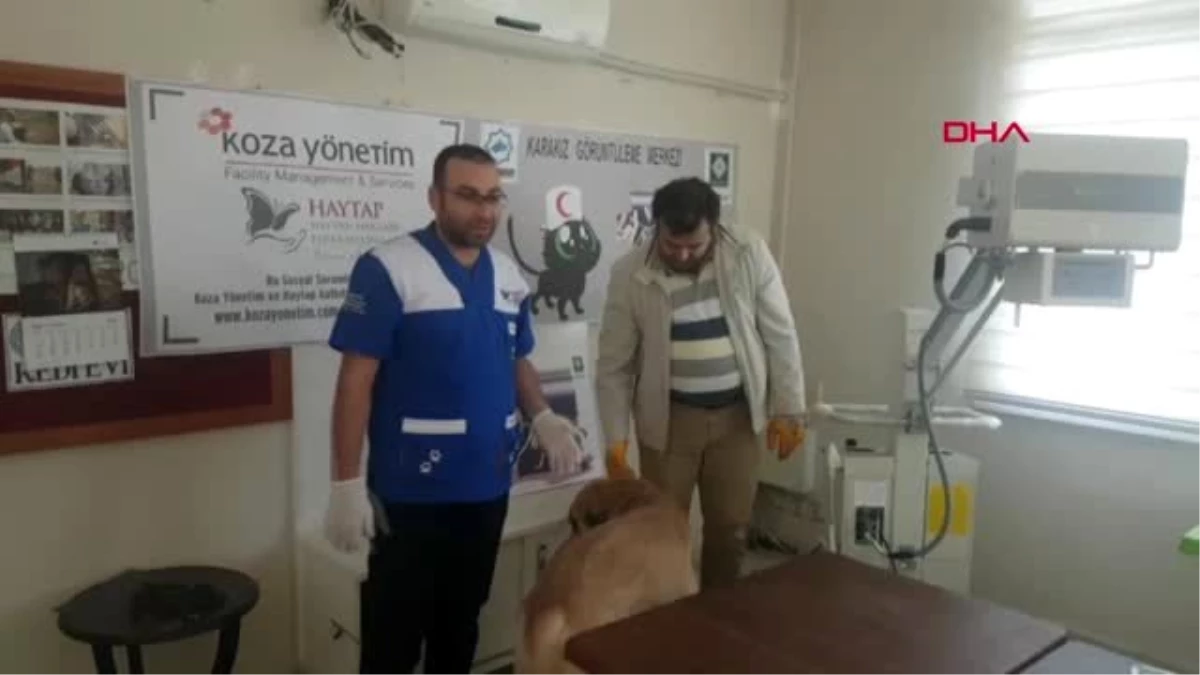 Osmaniye yaralı bulduğu köpeğin tedavisi için 75 kilometre yol katetti