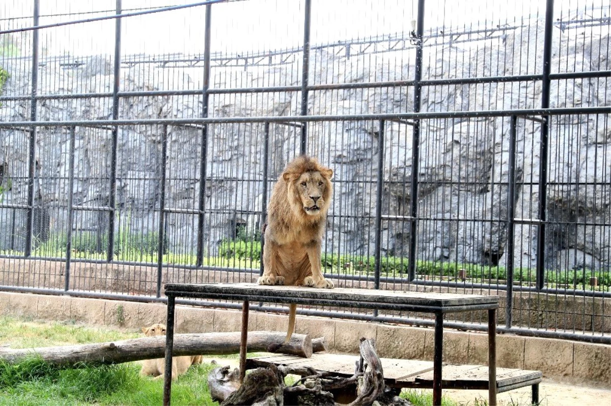 Tarsus\'taki hayvan parkı için revizyon çalışması başlıyor