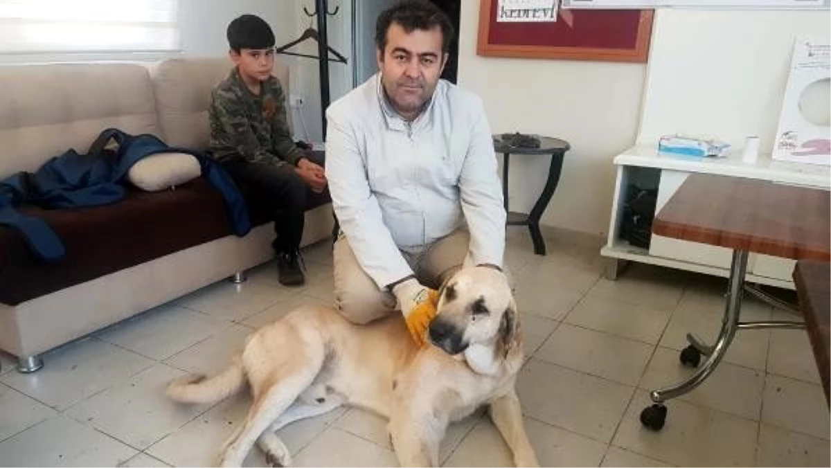 Yaralı bulduğu köpeğin tedavisi için 75 kilometre yol katetti