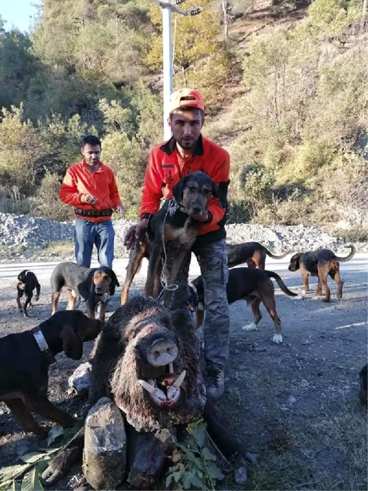 Bağ ve bahçelere zarar veren 300 kiloluk yaban domuzu vuruldu