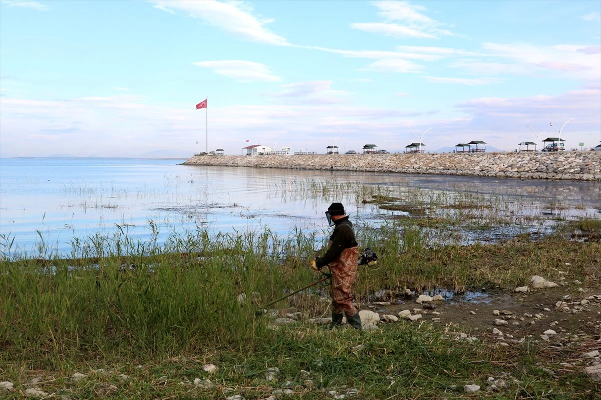 Beyşehir Gölü kıyılarındaki sazlar kesiliyor