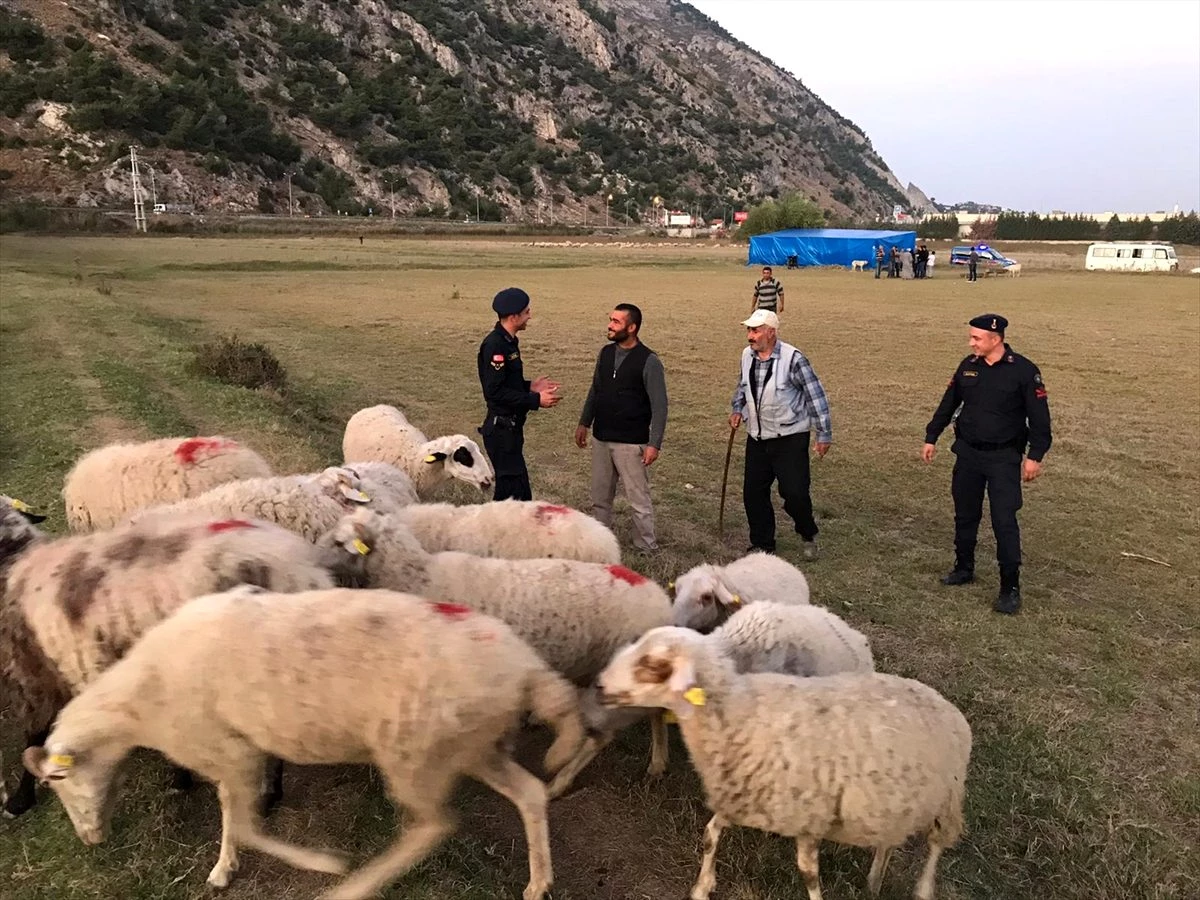 Çaldıkları koyunları satarken suçüstü yakalandılar