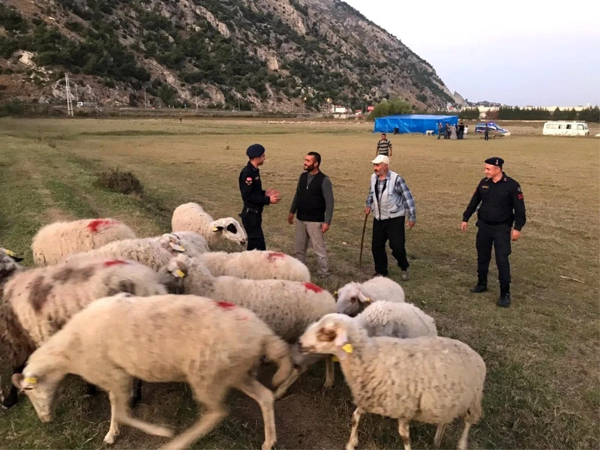 Çalınan koyunları satmaya çalışırken yakalandılar