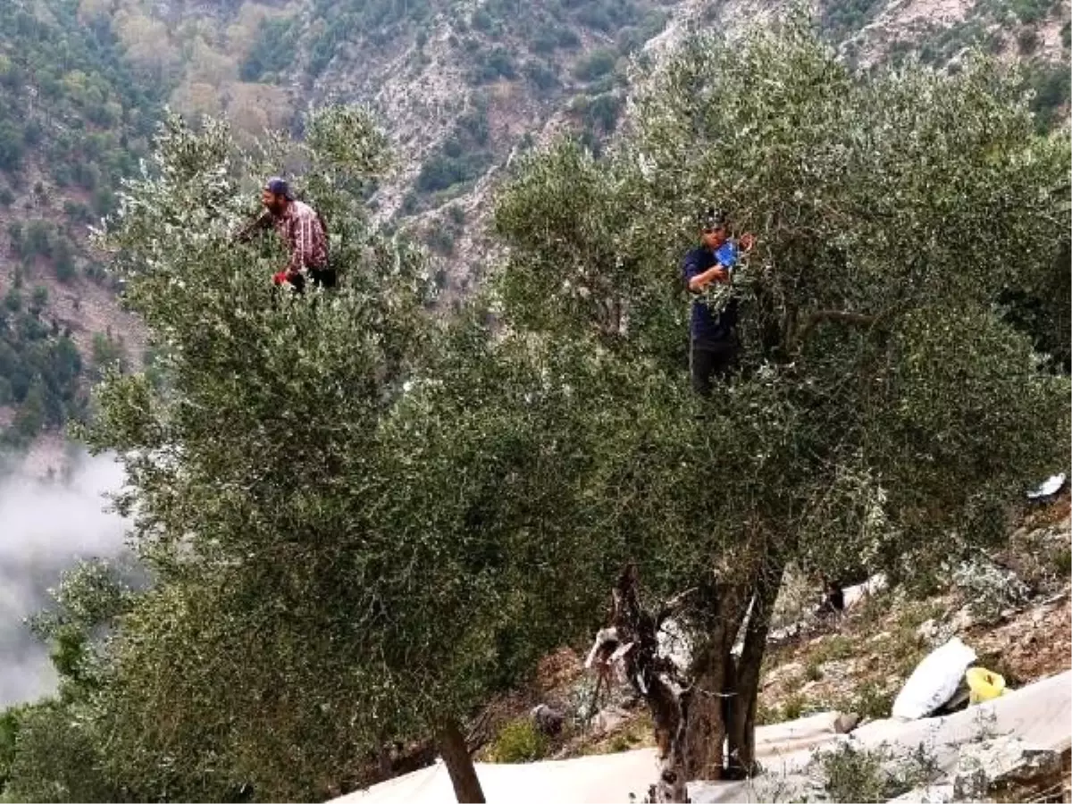 Dededen kalma zeytinleri kayık ve atlarla topluyorlar