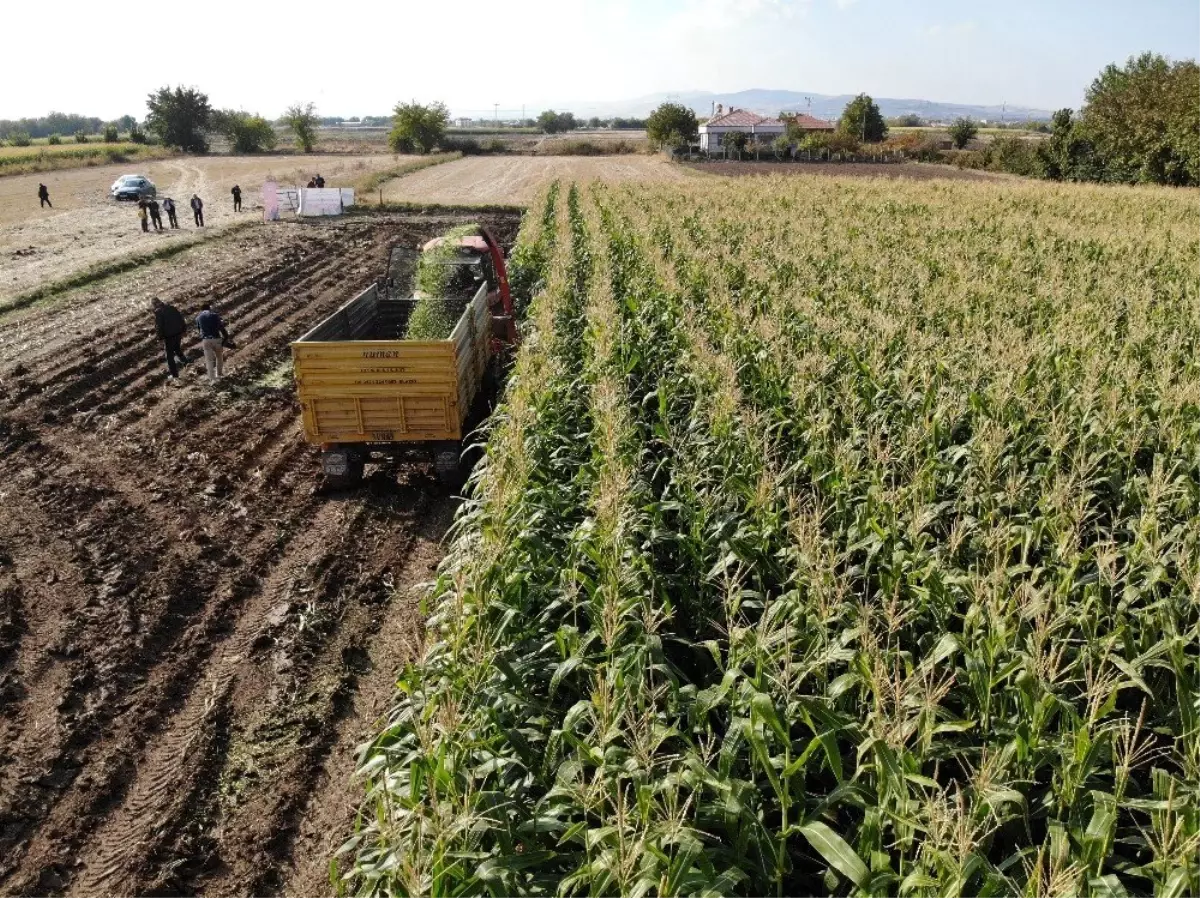 Elazığ\'da 16 bin dekarda ekilen ikinci üründe bereket