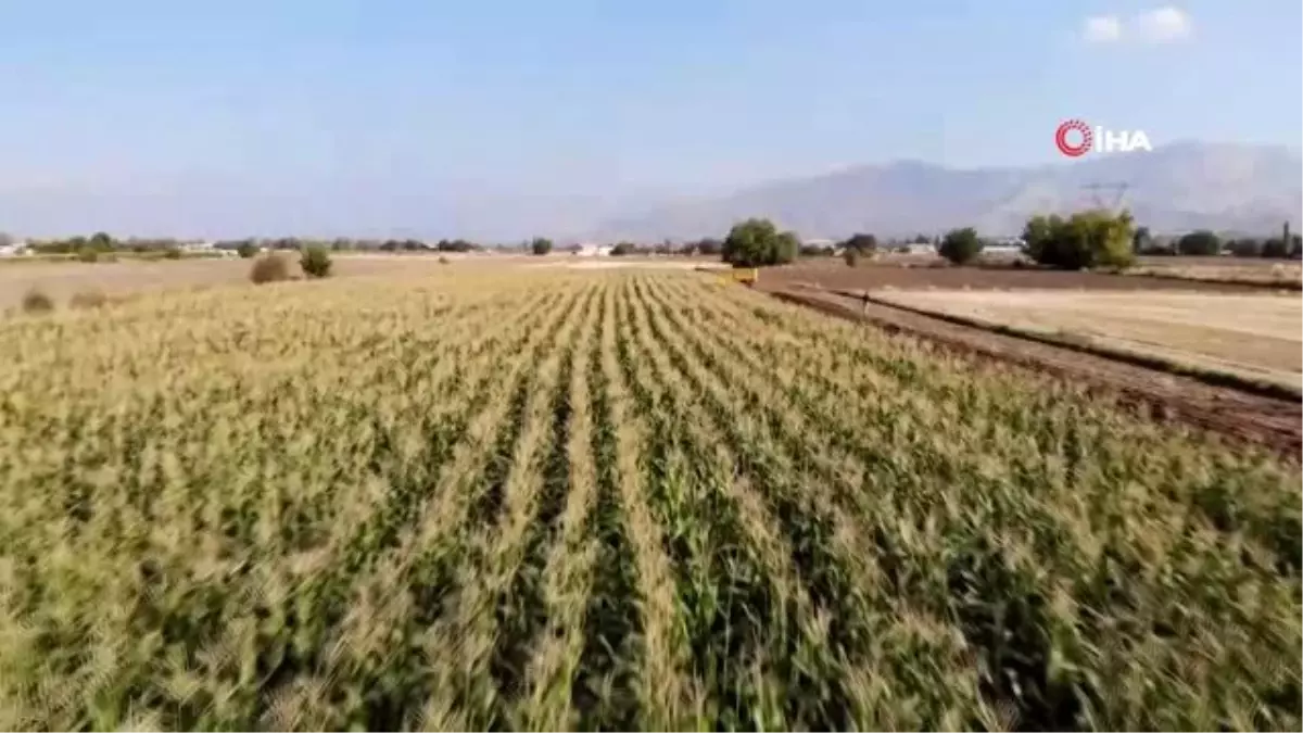 Elazığ\'da 16 bin dekarda ekilen ikinci üründe bereket