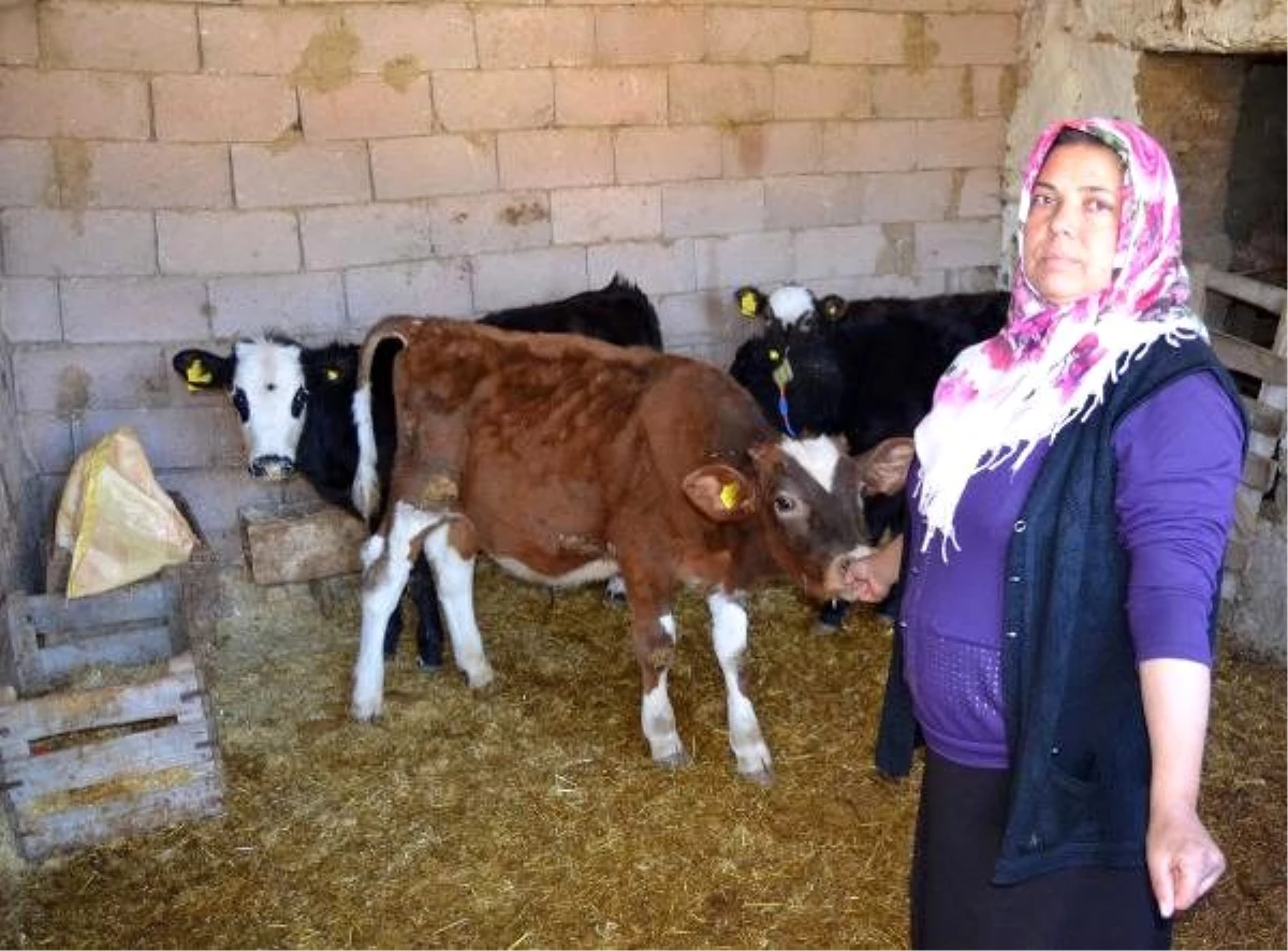 Evlere temizliğe giderken köyüne dönüp, besiciliğe başladı