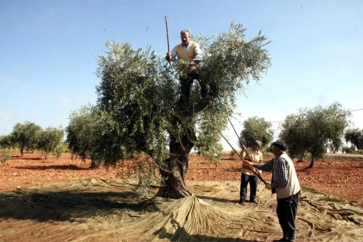 Kilis\'te zeytin hasadı erken başladı