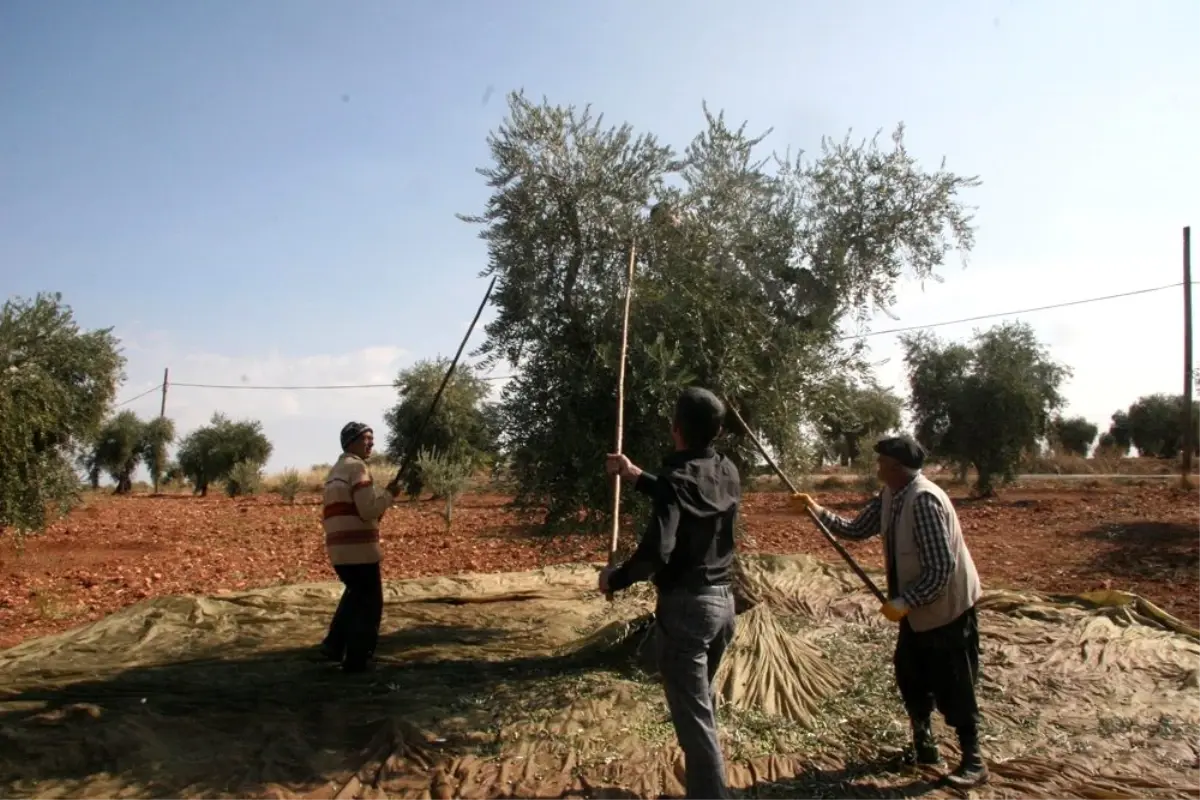 Kilis\'te zeytin hasadı erken başladı