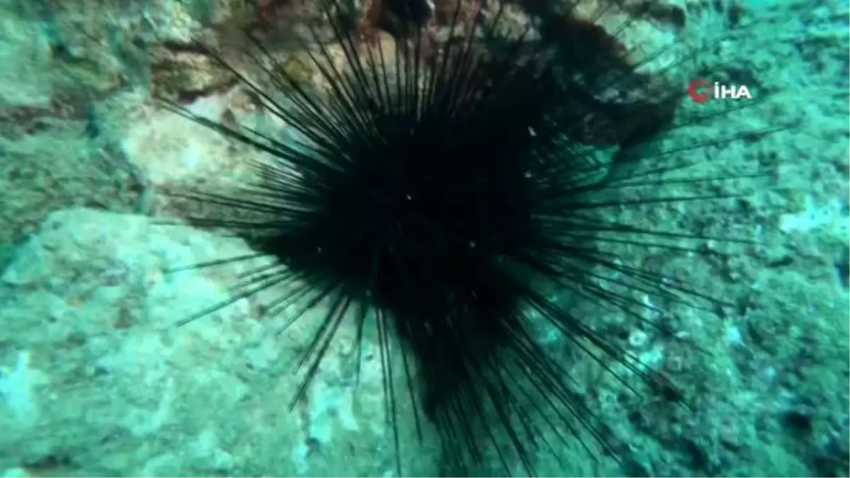 Kızıldeniz\'den gelen zehirli deniz kestanesi uyarısı