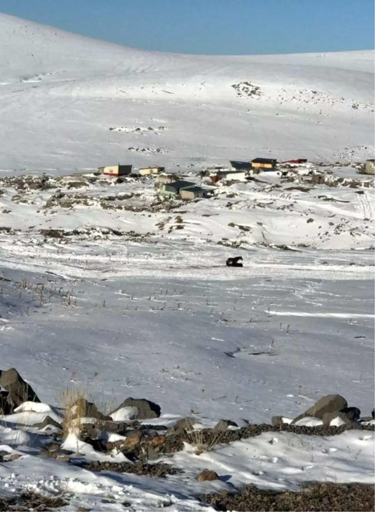 Şenkaya Yaylasında Yılkı Atlar ortada bırakıldı