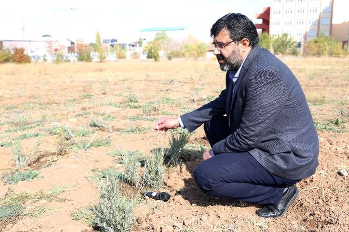 Üniversitede solucan gübresiyle lavanta yetiştiriliyor