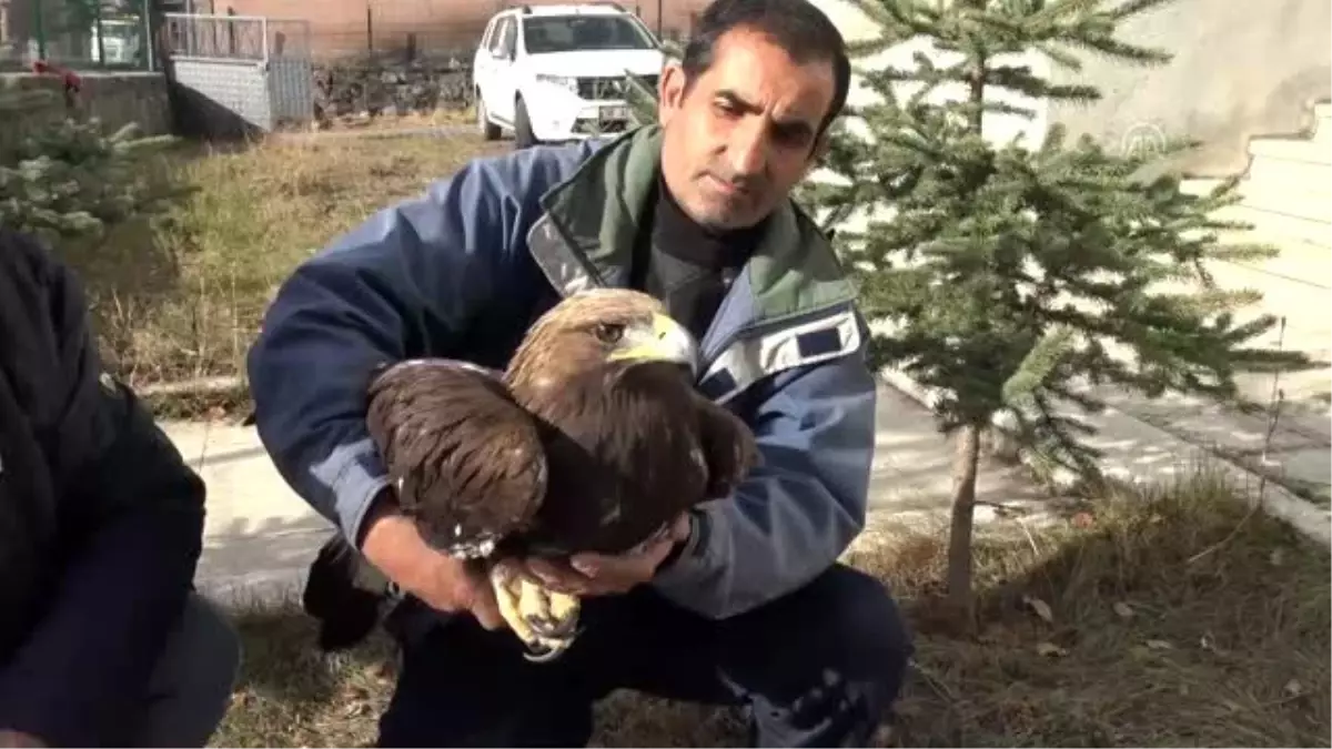 Yaralı bulunan kartal tedavi altına alındı - KARS