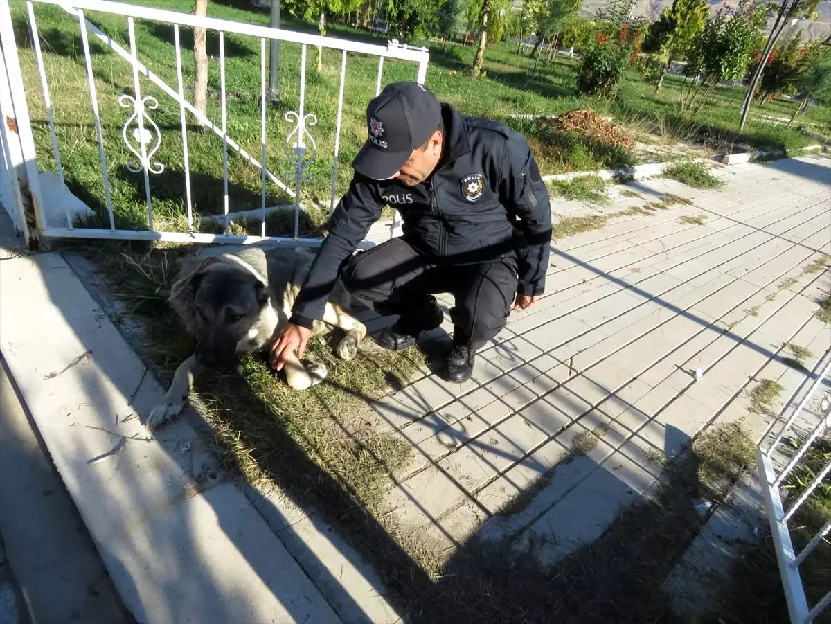 Yaralı köpeğe polis şefkati