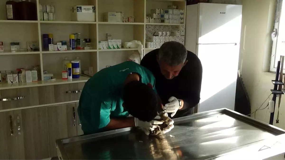 Avcının yaralı bulduğu orman çulluğu tedavi altına alındı