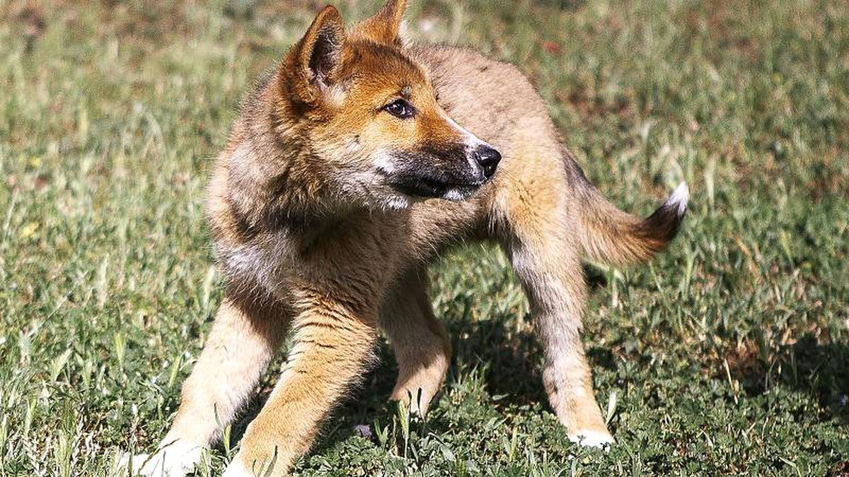 Avustralya\'da ilginç olay: Gökten düştü, köpek zannedildi, dingo olduğu anlaşıldı